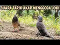 Download Lagu WAJIB DI JERGOT!! SUARA TARIK AKAR SELANG NGUKU INI SANGAT MENGGODA TELINGA