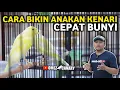 Download Lagu CARA BIKIN PAUD KENARI CEPAT BUNYI RAJIN NGERIWIK