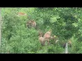 Download Lagu Cinta the Sumatran Elephant and Her Herd on a Forest Foraging Adventure