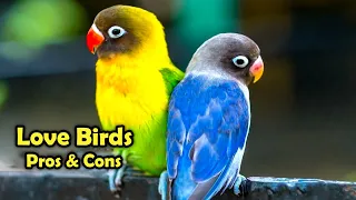 Download Love Birds as Pets: The Pros and Cons of Keeping Love Birds as Pet MP3