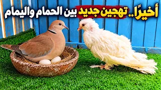 اخيراً تهجين جديد بين الحمام واليمام😍ومتابعة يوميه👌