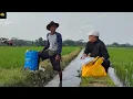 Download Lagu Sore Hari Di Tengah Sawah Buat Hati Jadi Betah Berlama-lama  Di Sana.  MP3