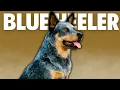 The Ultimate Herding Dog Blue Heeler
