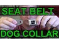 Buckle Down Seat Belt Buckle Dog Collar Review and Demo - Best in Style and Function