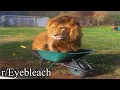 what the lion doin
