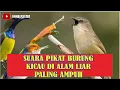 Download Lagu SUARA PIKAT BURUNG KICAU DIALAM LIAR PALING AMPUH