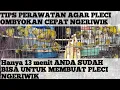 Lagu Tips agar pleci ombyokan cepat ngeriwik dan buka paruh,100% pleci langsung ngeriwik.