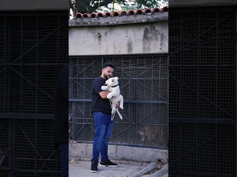 Dangerous Lioness Mother Wants Her Rare White Cub Back into the Cage | Nouman Hassan