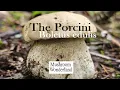 Porcini Mushrooms - Boletus edulis Forage and Cook