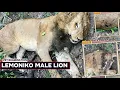 Download Lagu LEMONIKO Male Lion's Vet Examination shows signs of Lion Territorial Fight
