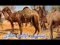 Download Lagu Camel Mandi updates