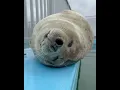 Download Lagu “You back again?” – Umi-kun, queen of chill 😎🦭 #seal #tokkaricenter #lazyvibes #cuteseal