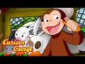 How do Carrots Grow Curious George Kids Cartoon Kids Movies