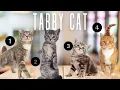 5 Types Of Tabby Cat Coats And Patterns