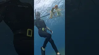 2 for 1 lobster special!!! #bahamas #spearfishing #lobster