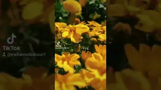صباح فخري جاني حبيبي ابو الحلقة  صباح فخري جاني حبيبي ابو الحلقة