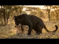 Lagu Een zwarte panter vindt twee verlaten leeuwenwelpen — wat ze vervolgens deed, schokte iedereen!