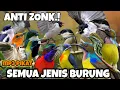 Download Lagu suara pikat SEMUA JENIS BURUNG PALING AMPUH.!