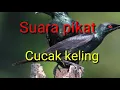 Download Lagu Mp3 Suara pikat Cucak keling