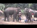 Elephant mating III