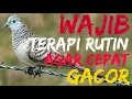 Lagu Terapi | Perkutut Lokal Gacor | Pikat Perkutut
