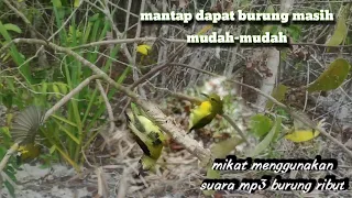 Download mikat burung kolibri menggunakan suara burung ribut super ampuh MP3