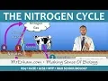 Cycles Within Ecosystems - Nitrogen Cycle