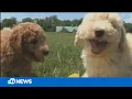BBB warns of pet scams using puppy photos stolen from social media
