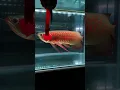Download Lagu Unique Champion Club Indonesia🇮🇩 Arowana fish 🥰 || #shorts #shortfeed #viral