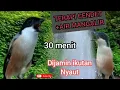 Download Lagu TERAPI CENDET AIR MENGALIR ||DIJAMIN GACOR LAGI