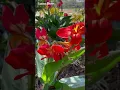 Download Lagu #shorts cannas lily blooms