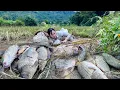 Lagu Traditional Fishing Skills - Girl Catches Giant Fish in a Lush River with a Bamboo Rod