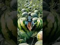 Download Lagu special sawan 🙏🏻🙏🏻Jai bhole #Shiv Mahadeva 🪔🪔#trendingshorts #youtubeshorts #sorts