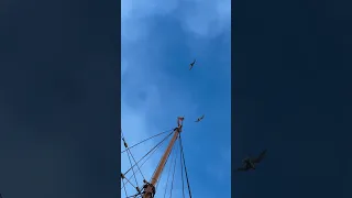 These birds were determined to land on top of Tally Ho’s pennant-staff! What are they?!