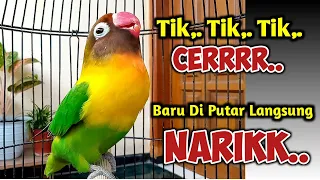 Download DI PANCING SUARA BURUNG LOVEBIRD NGEKEK PANJANG INI, JANGAN HERAN LOVEBIRD APAPUN PASTI NYAUT MP3