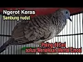 Download Lagu NGEROT Keras sambung nudut suara BESAR perkutut lokal gacor ini Paling pandai menaikkan Mental emosi