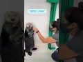 Download Lagu How Sea Otter Luna Uses Her Pocket | Shedd Aquarium