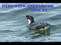 Rare bird in Tennessee makes live TV appearance