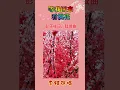 《等我回来看桃花》 李征演唱 "Wait for Me to Come Back and See the Peach Blossoms"
