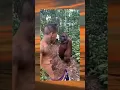 Download Lagu Meme orang utan😂