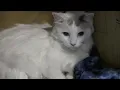 Entering the world of cats - CFA Malibu Cat Club Show 2025
