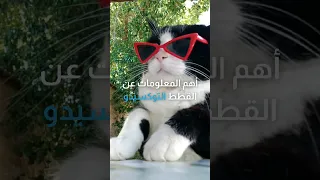 معلومات عن القطط التوكسيدو      دندنها