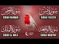 Beautiful Surah Yaseen (Yasin) | Surah Rahman | Surah Waqiah | Surah Mulk |