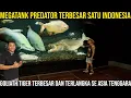 Lagu MEGATANK PREDATOR TERBESAR SATU INDONESIA GOLIATH TIGER TERBESAR DAN TERLANGKA SE ASIA I GIOVANDI