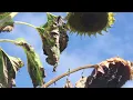 Sun Flower Song #instrumental #beats #techno