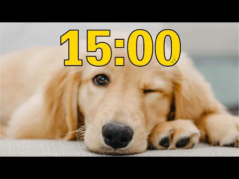 Download MP3 15 Minute Golden Retriever Puppy Dog Countdown Timer