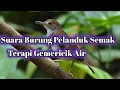 Download Lagu Suara Burung Pelanduk Semak||Pemasteran Isian Burung Kicau#suaraburungpelanduksemak#masteranburung