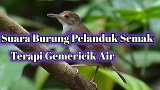 Download Suara Burung Pelanduk Semak||Pemasteran Isian Burung Kicau#suaraburungpelanduksemak#masteranburung MP3