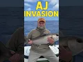 Download Lagu Amberjack Mayhem in the Florida Keys! Monster Reef Donkeys Offshore in Marathon #floridakeysfishing
