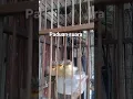 Download Lagu Anakan cici padi minta jatah makan..😁